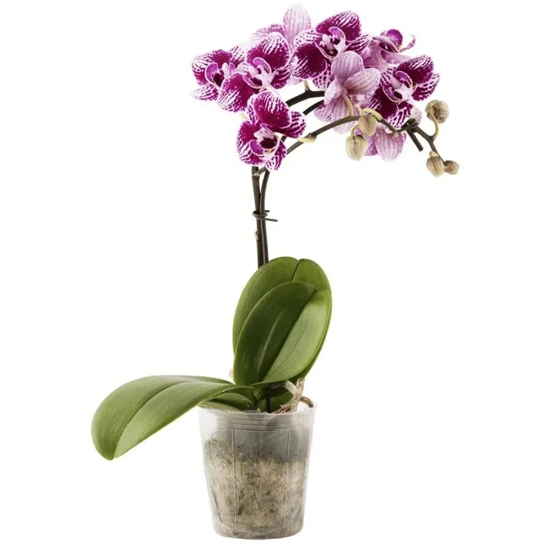Орхидея в горшке №5